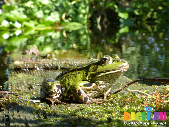 FZ019952 Marsh frogs (Pelophylax ridibundus)